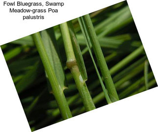 Fowl Bluegrass, Swamp Meadow-grass Poa palustris