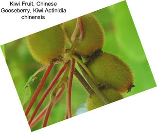 Kiwi Fruit, Chinese Gooseberry, Kiwi Actinidia chinensis