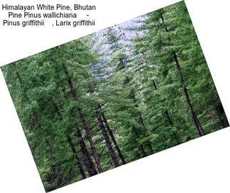 Himalayan White Pine, Bhutan Pine Pinus wallichiana     - Pinus griffithii    , Larix griffithii