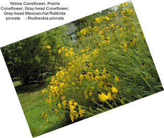 Yellow Coneflower, Prairie Coneflower, Gray-head Coneflower, Gray-head Mexican-hat Ratibida pinnata     - Rudbeckia pinnata