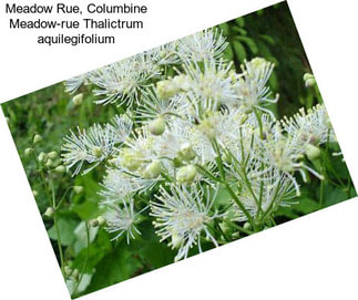 Meadow Rue, Columbine Meadow-rue Thalictrum aquilegifolium