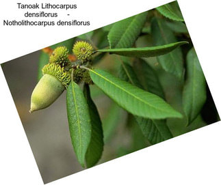 Tanoak Lithocarpus densiflorus     - Notholithocarpus densiflorus