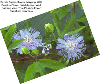 Purple Passionflower, Maypop, Wild Passion Flower, Wild Apricot, Wild Passion Vine, True Passionflower Passiflora incarnata