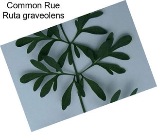 Common Rue Ruta graveolens