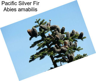 Pacific Silver Fir Abies amabilis