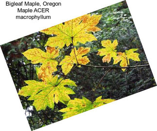 Bigleaf Maple, Oregon Maple ACER macrophyllum