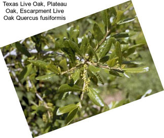 Texas Live Oak, Plateau Oak, Escarpment Live Oak Quercus fusiformis