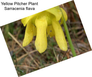 Yellow Pitcher Plant Sarracenia flava