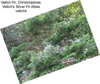 Veitch Fir, Christmastree, Veitch\'s Silver Fir Abies veitchii