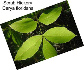 Scrub Hickory Carya floridana