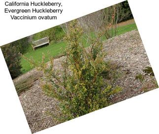 California Huckleberry, Evergreen Huckleberry Vaccinium ovatum