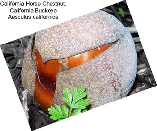 California Horse Chestnut, California Buckeye Aesculus californica