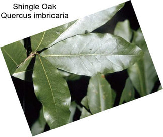 Shingle Oak Quercus imbricaria