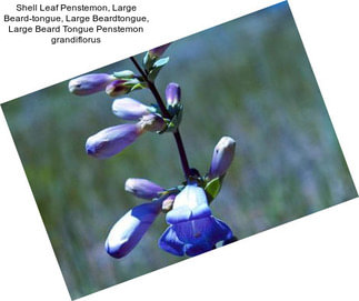 Shell Leaf Penstemon, Large Beard-tongue, Large Beardtongue, Large Beard Tongue Penstemon grandiflorus