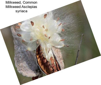 Milkweed, Common Milkweed Asclepias syriaca