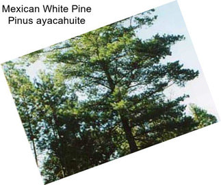 Mexican White Pine Pinus ayacahuite