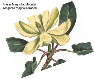 Fraser Magnolia, Mountain Magnolia Magnolia fraseri