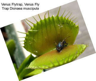 Venus Flytrap, Venus Fly Trap Dionaea muscipula