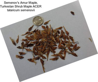Semenov\'s Amur Maple, Turkestan Shrub Maple ACER tataricum semenovii