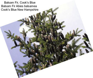 Balsam Fir, Cook\'s Blue Balsam Fir Abies balsamea   Cook\'s Blue New Hampshire