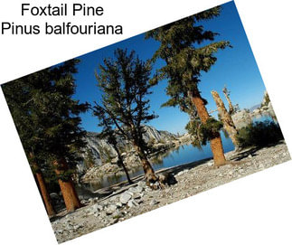 Foxtail Pine Pinus balfouriana