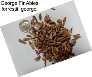 George Fir Abies forrestii  georgei