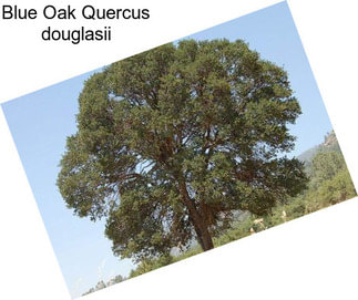 Blue Oak Quercus douglasii