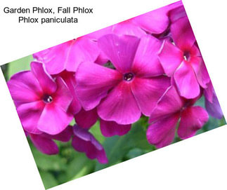 Garden Phlox, Fall Phlox Phlox paniculata