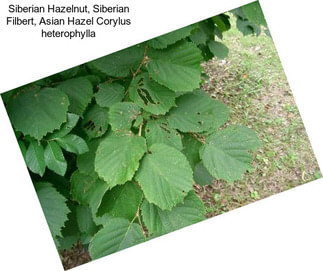 Siberian Hazelnut, Siberian Filbert, Asian Hazel Corylus heterophylla