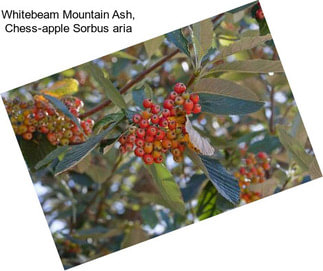 Whitebeam Mountain Ash, Chess-apple Sorbus aria