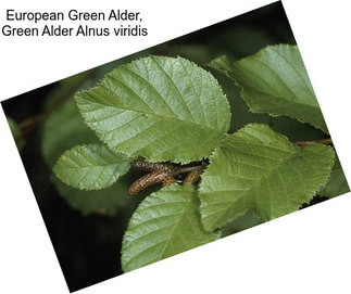 European Green Alder, Green Alder Alnus viridis