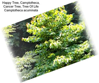 Happy Tree, Camptotheca, Cancer Tree, Tree Of Life Camptotheca acuminata