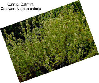 Catnip, Catmint, Catswort Nepeta cataria