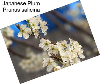 Japanese Plum Prunus salicina