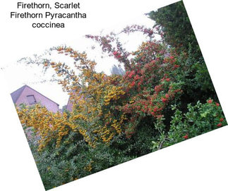 Firethorn, Scarlet Firethorn Pyracantha coccinea