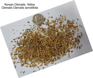 Korean Clematis, Yellow Clematis Clematis serratifolia