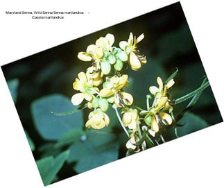 Maryland Senna, Wild Senna Senna marilandica     - Cassia marilandica