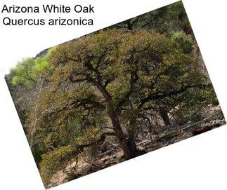 Arizona White Oak Quercus arizonica