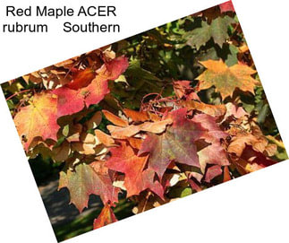 Red Maple ACER rubrum    Southern