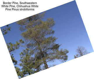 Border Pine, Southwestern White Pine, Chihuahua White Pine Pinus strobiformis