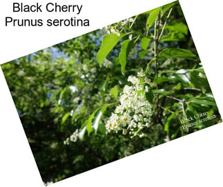Black Cherry Prunus serotina
