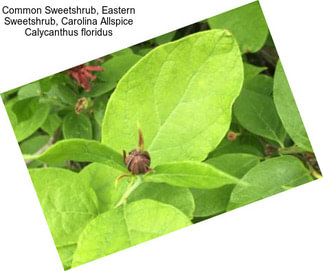 Common Sweetshrub, Eastern Sweetshrub, Carolina Allspice Calycanthus floridus