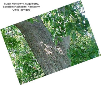 Sugar Hackberry, Sugarberry, Southern Hackberry, Hackberry Celtis laevigata