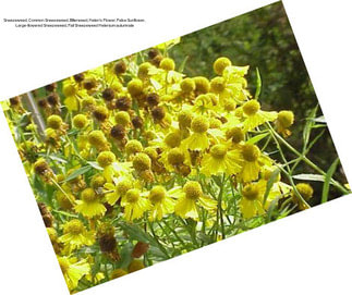 Sneezeweed, Common Sneezeweed, Bitterweed, Helen\'s Flower, False Sunflower, Large-flowered Sneezeweed, Fall Sneezeweed Helenium autumnale