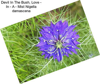 Devil In The Bush, Love - In - A - Mist Nigella damascena