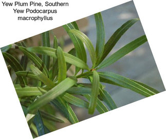 Yew Plum Pine, Southern Yew Podocarpus macrophyllus