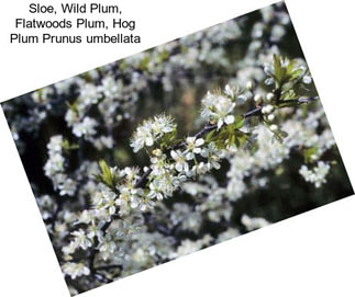 Sloe, Wild Plum, Flatwoods Plum, Hog Plum Prunus umbellata