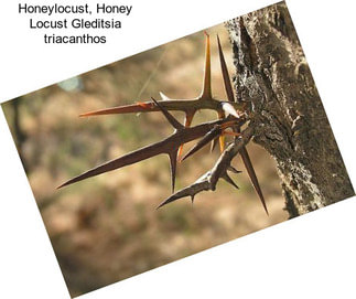 Honeylocust, Honey Locust Gleditsia triacanthos