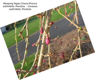 Weeping Higan Cherry Prunus subhirtella  Pendula   - Cerasus subhirtella  Pendula