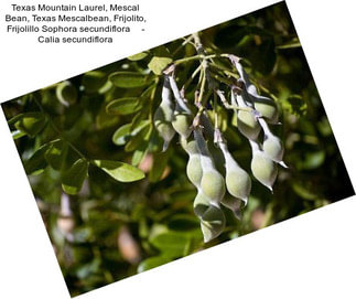 Texas Mountain Laurel, Mescal Bean, Texas Mescalbean, Frijolito, Frijolillo Sophora secundiflora     - Calia secundiflora